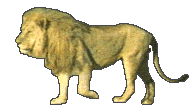 king lion